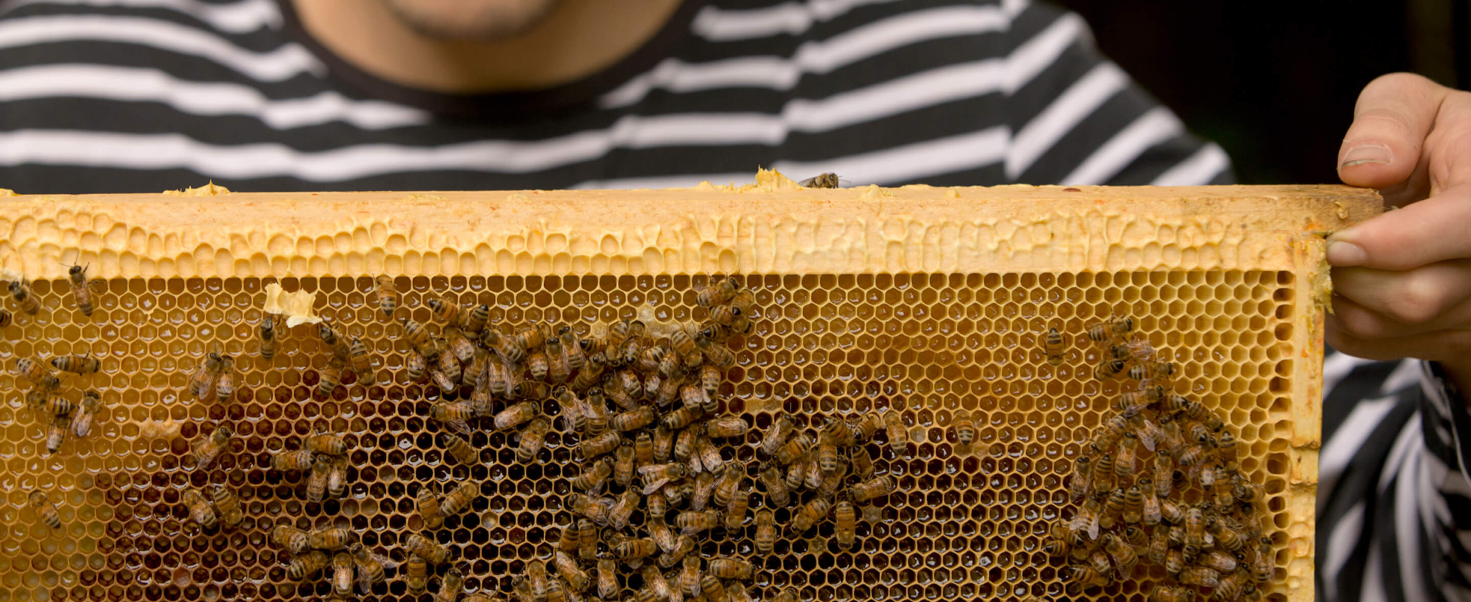 Bee Hero Image 1