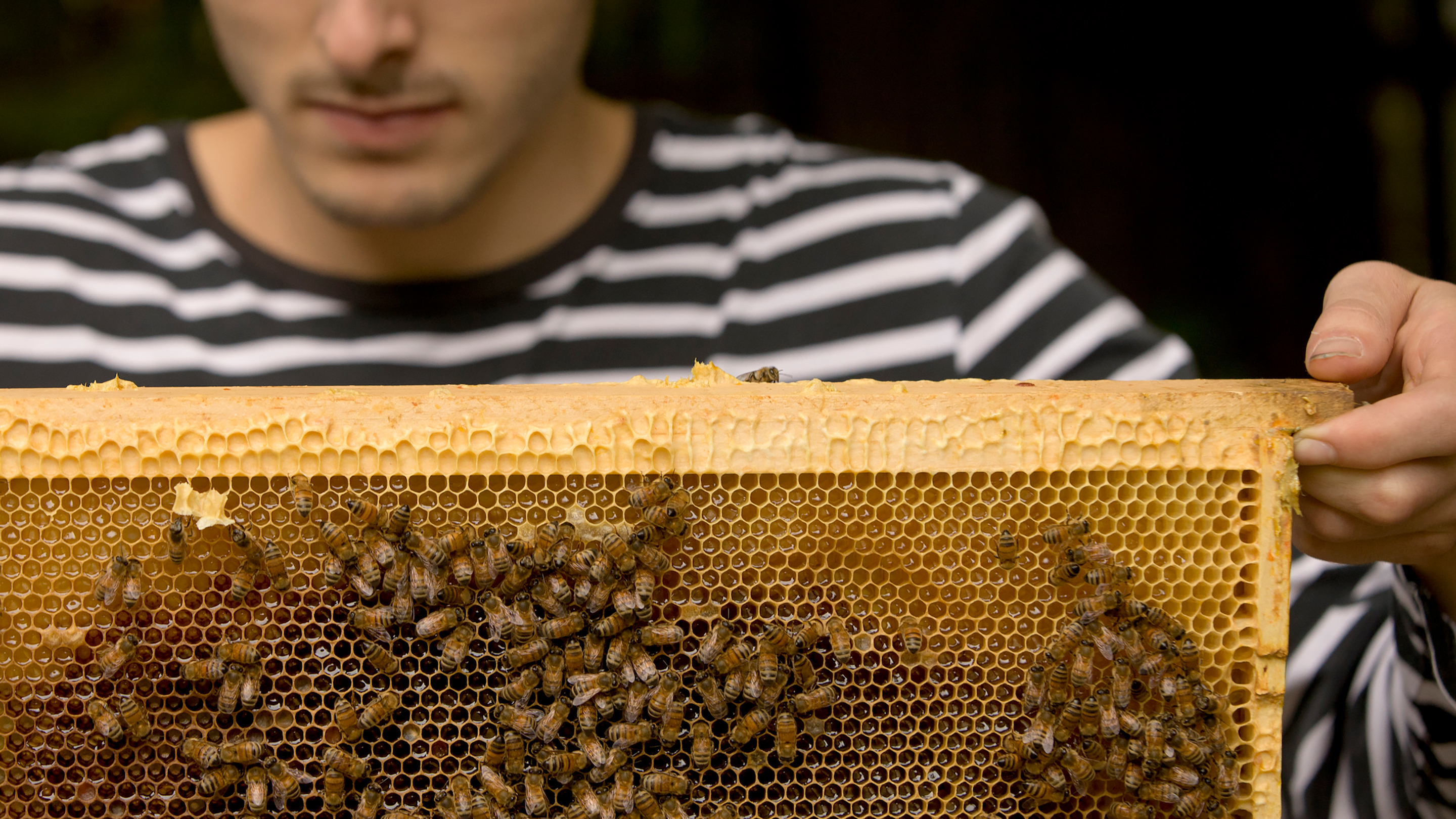 Bee 1