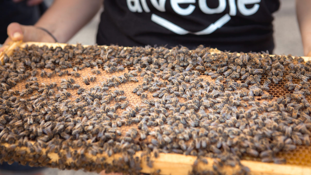 Bee 2