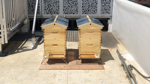 Bee 3